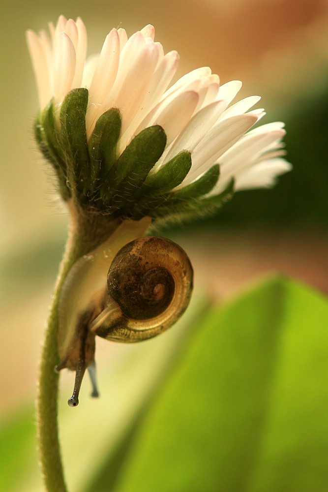 Ślimaczek w dół stokrotki
Słowa kluczowe: ślimak,kwiat
