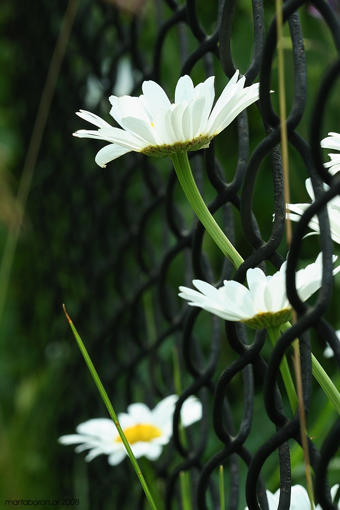 Margaretka = złocień właściwy
[i]Chrysanthemum maximum[/i]
Słowa kluczowe: kwiat,biały