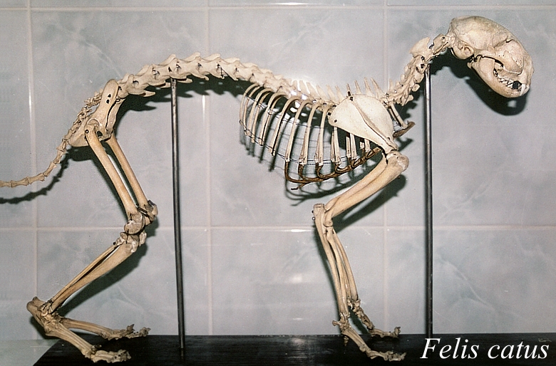 Szkielet kota
Słowa kluczowe: kot,szkielet