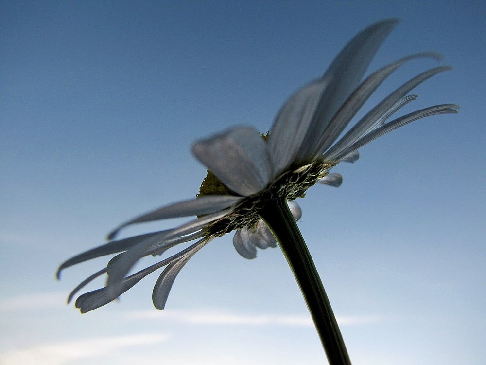 Łączka o zachodzie słońca
Margaretka
Słowa kluczowe: kwiat,biały