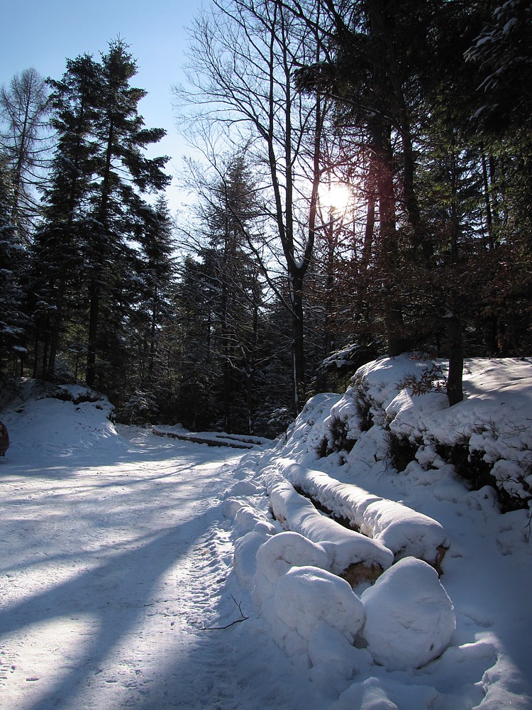 Zimowy Leskowiec
Beskidy 2012
Słowa kluczowe: zima,biały,las,słońce