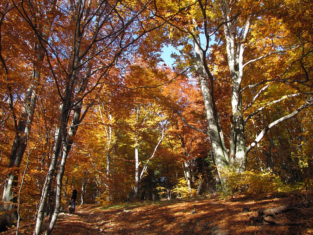 Jesień w Beskidach
Złoto-brązowa buczyna
