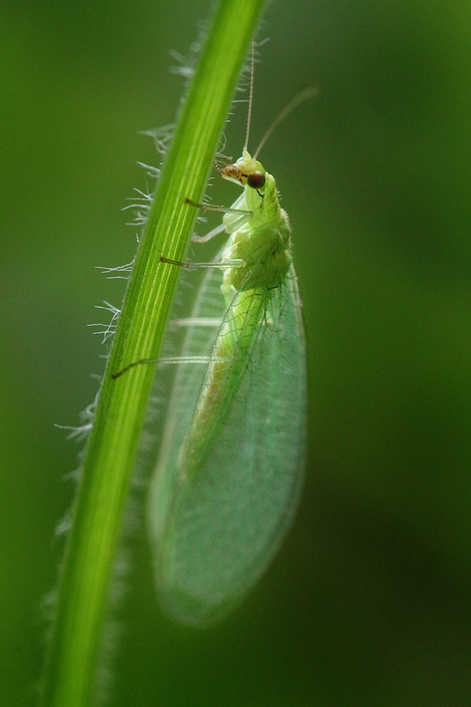 Złotook
[i]Chrysopa sp.[/i]
Słowa kluczowe: owad,zielony