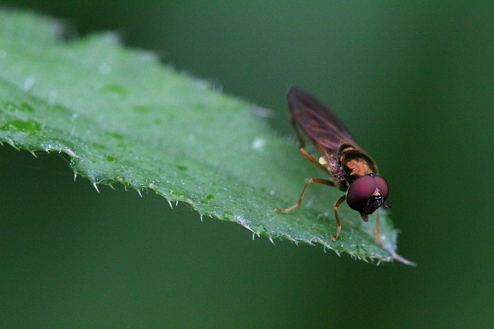 Diptera
Słowa kluczowe: owad