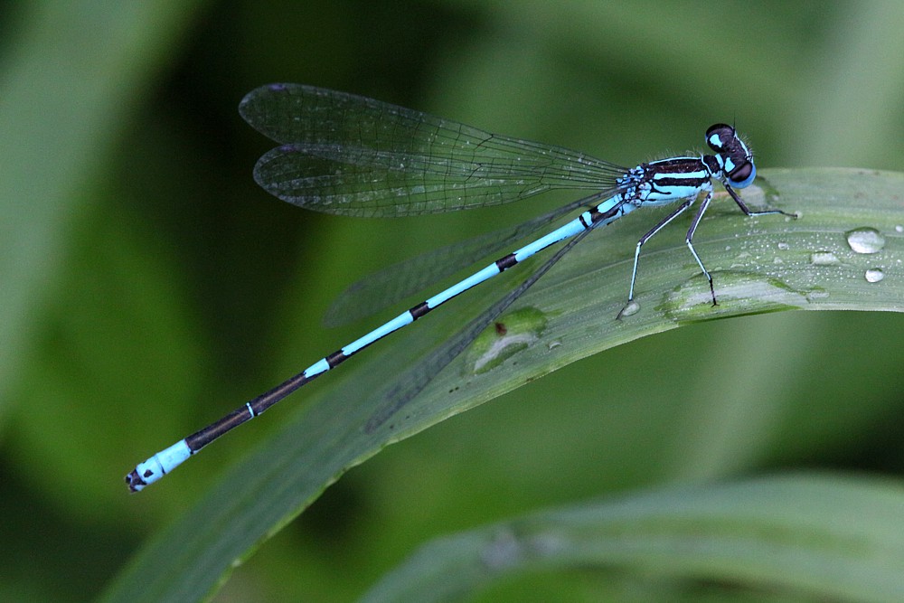 Łątka dzieweczka, samiec
[i]Coenagrion puella[/i], male
Słowa kluczowe: ważka,niebieski,owad