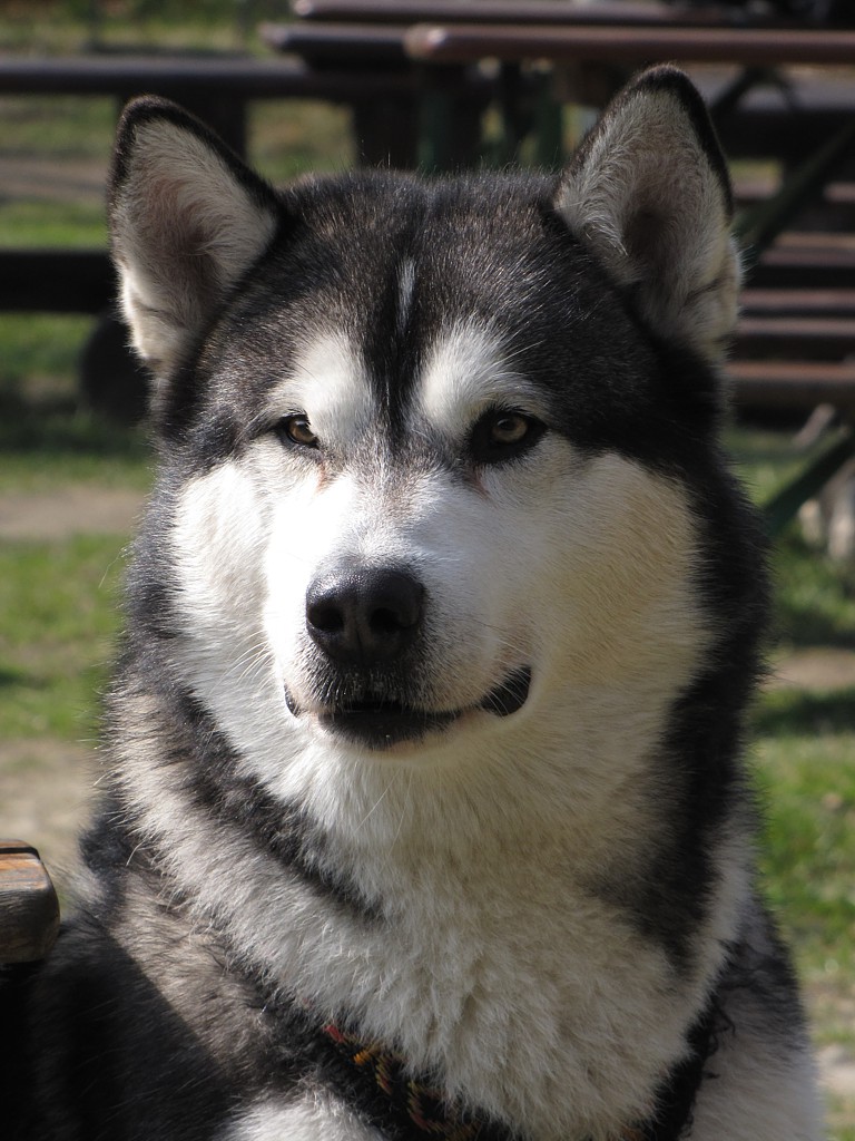Alaskan malamut
Słowa kluczowe: pies