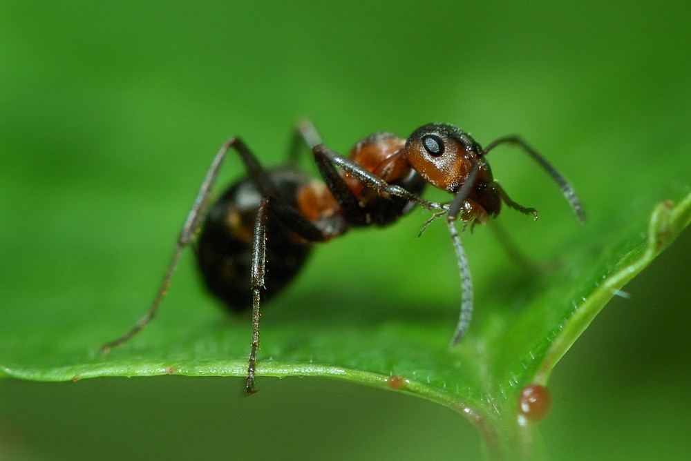 Mrówa
Słowa kluczowe: owad,mrówka