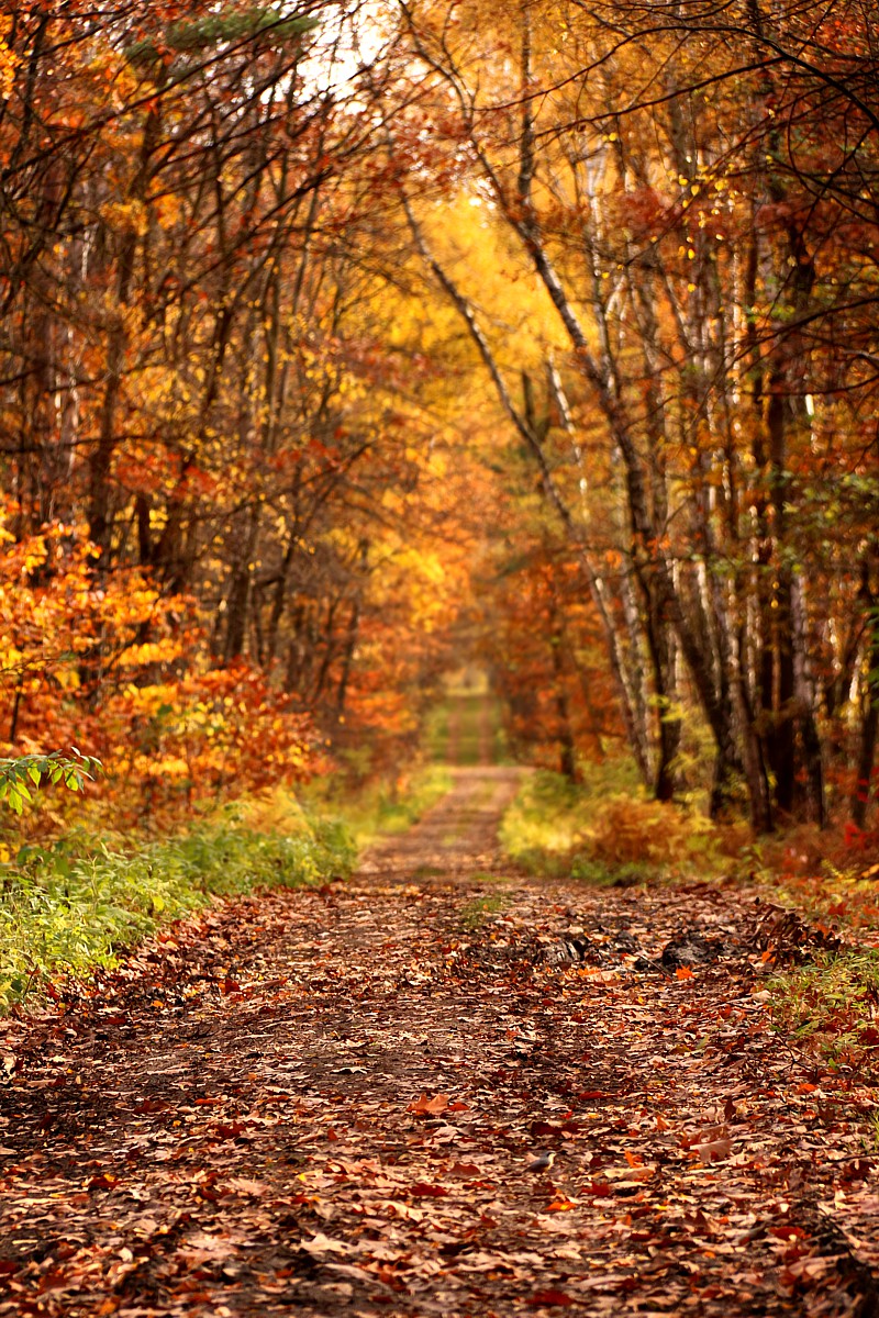 Jesienny las
Słowa kluczowe: jesień,las,pomarańczowy
