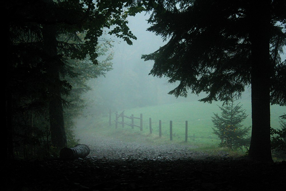 Leśna ścieżka
Leskowiec, 2009
Słowa kluczowe: las