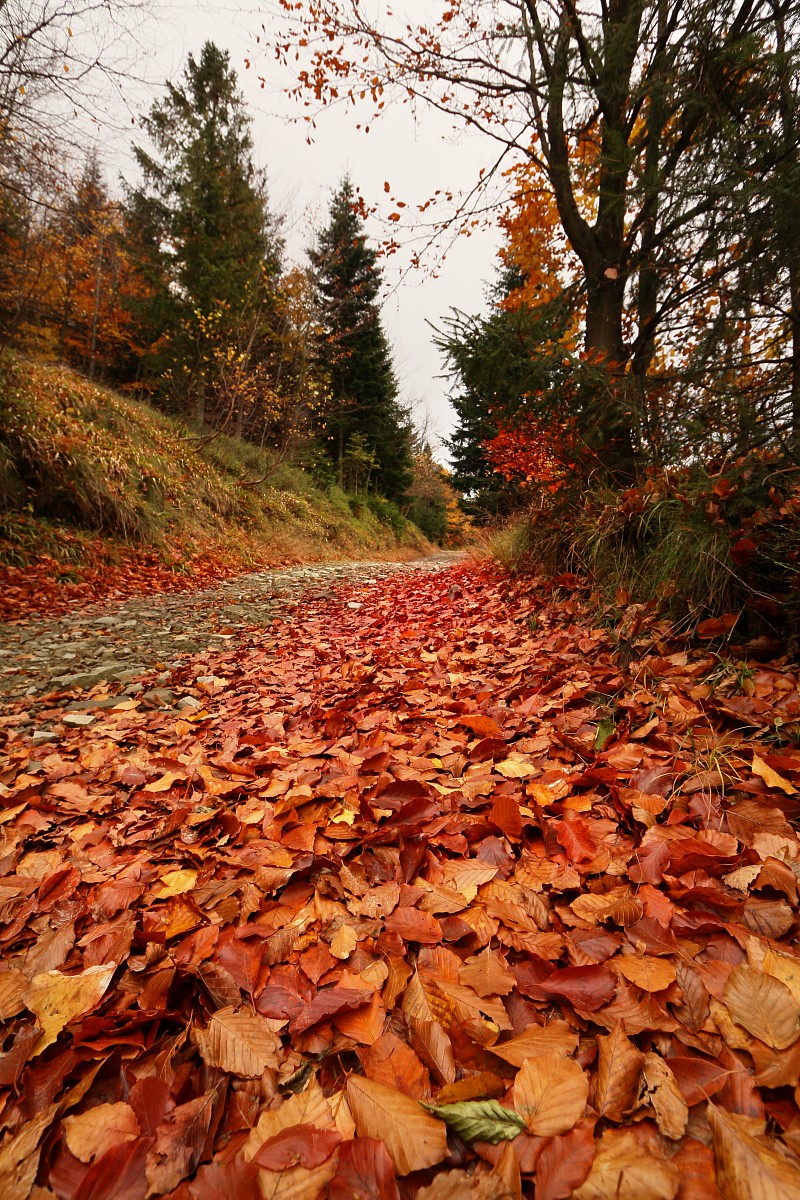 Beskid jesiennie 3
Słowa kluczowe: jesień