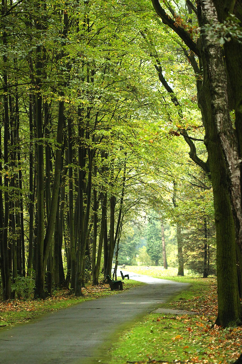 Leśna alejka
Katowicki Park Leśny Muchowiec, 2017
Słowa kluczowe: las,zielony