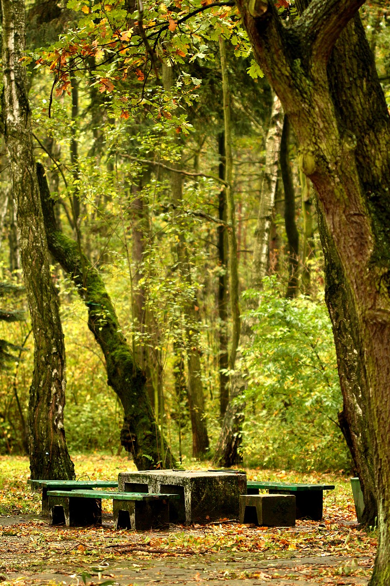Leśne ławeczki
Katowicki Park Leśny Muchowiec, 2017
Słowa kluczowe: las,zielony