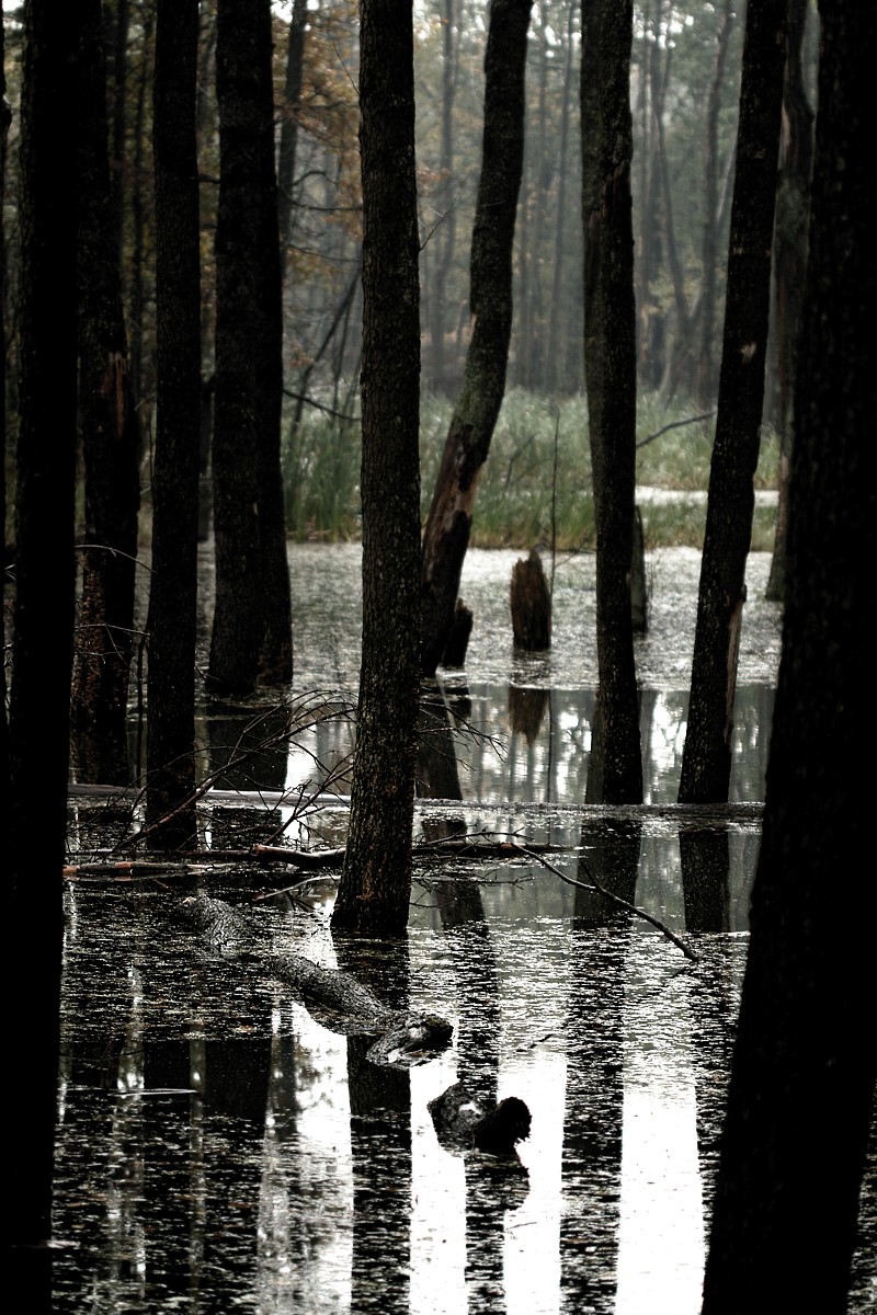 Zalany las
Katowicki Park Leśny Muchowiec, 2017
Słowa kluczowe: las,czarny,woda