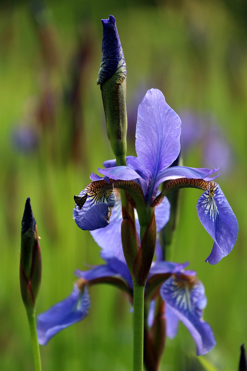 Kosaciec syberyjski
[i]Iris sibirica[/i]
