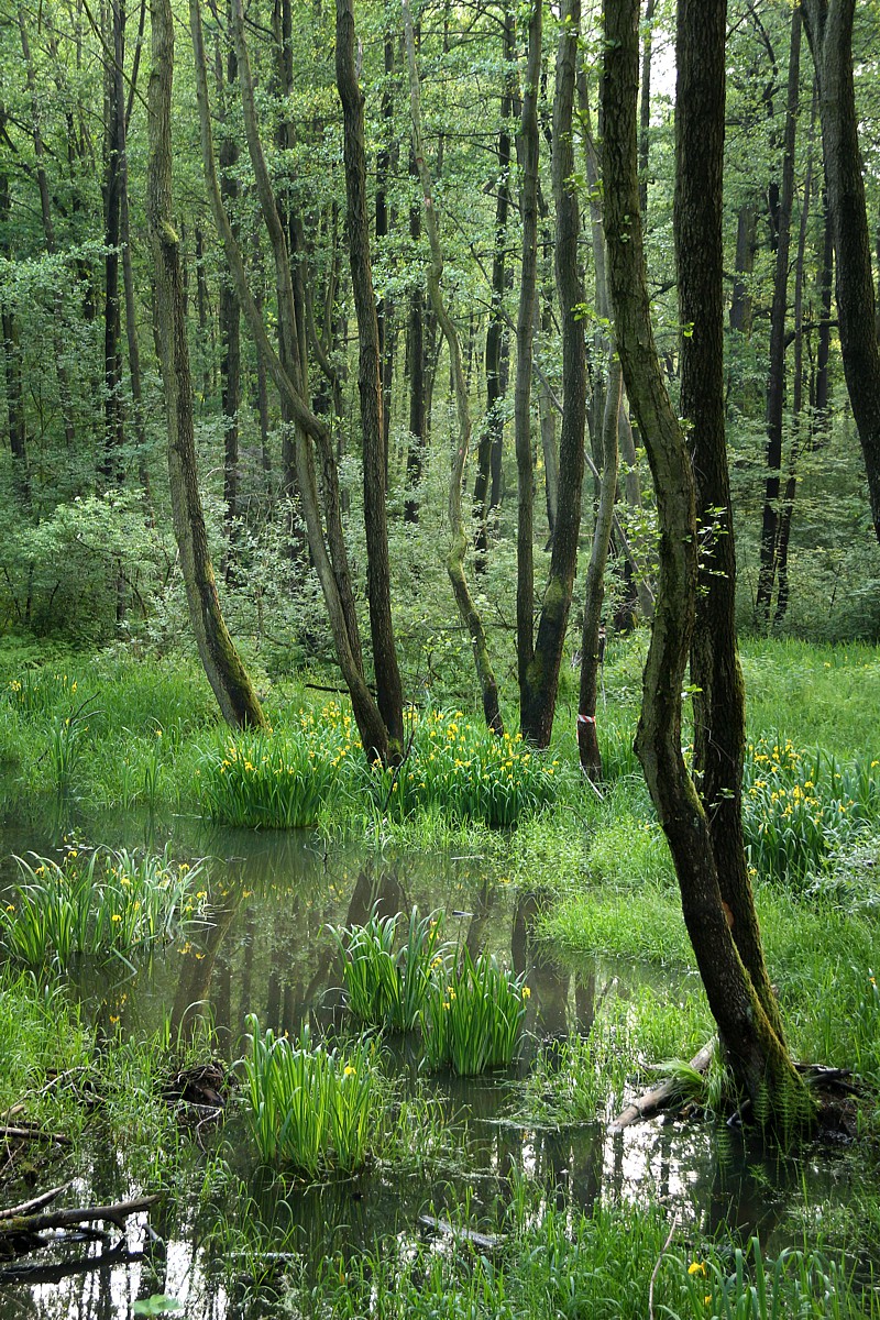 Łęg
Słowa kluczowe: las,woda,zielony