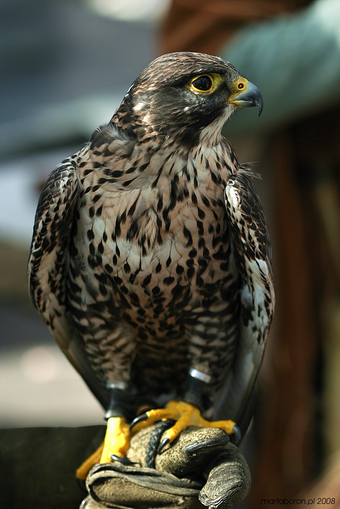 Białozór = Sokół norweski
[i]Falco rusticolus[/i]
Słowa kluczowe: ptak,portret