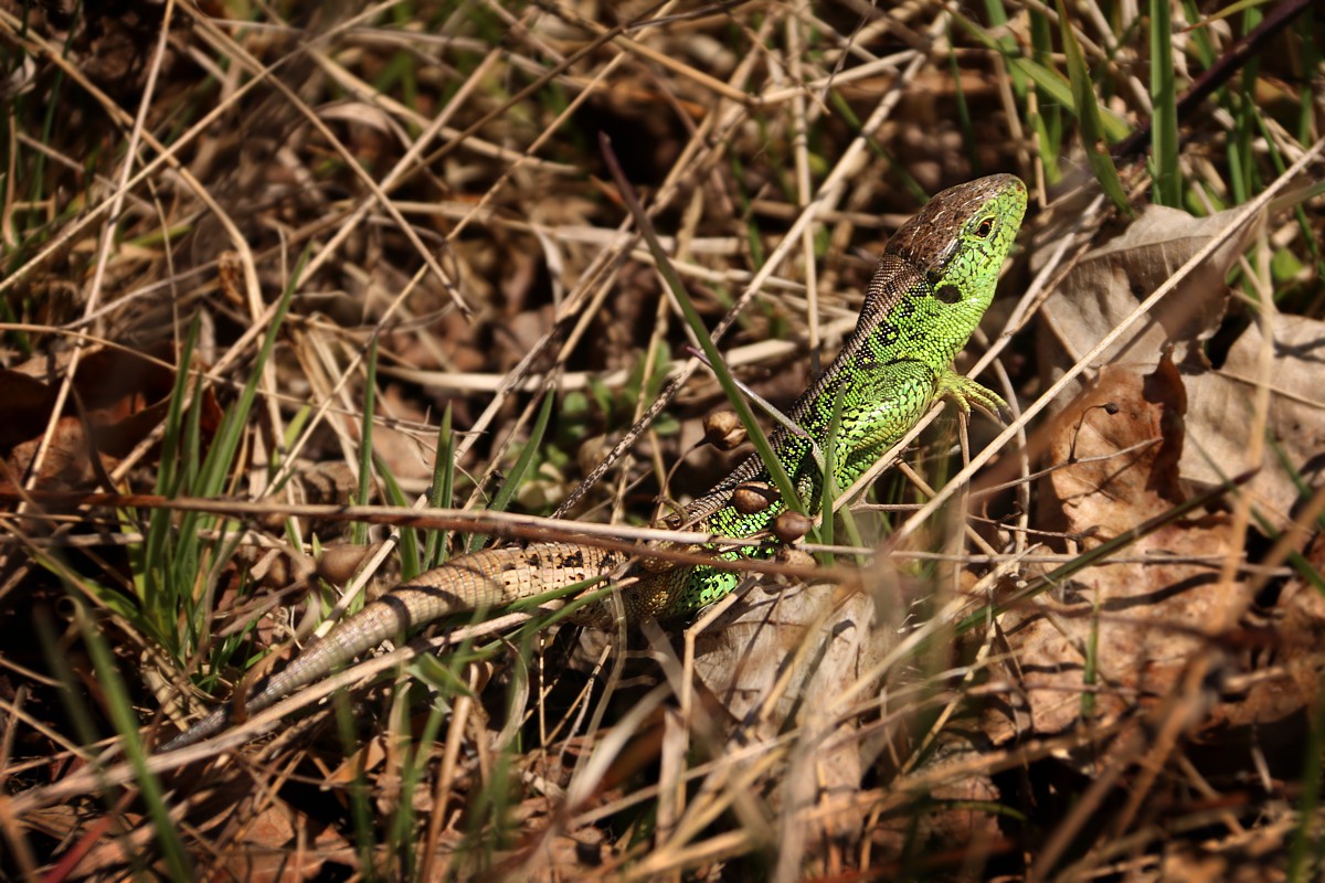 Jaszczurka zwinka
Lacerta agilis
Słowa kluczowe: gad,zielony