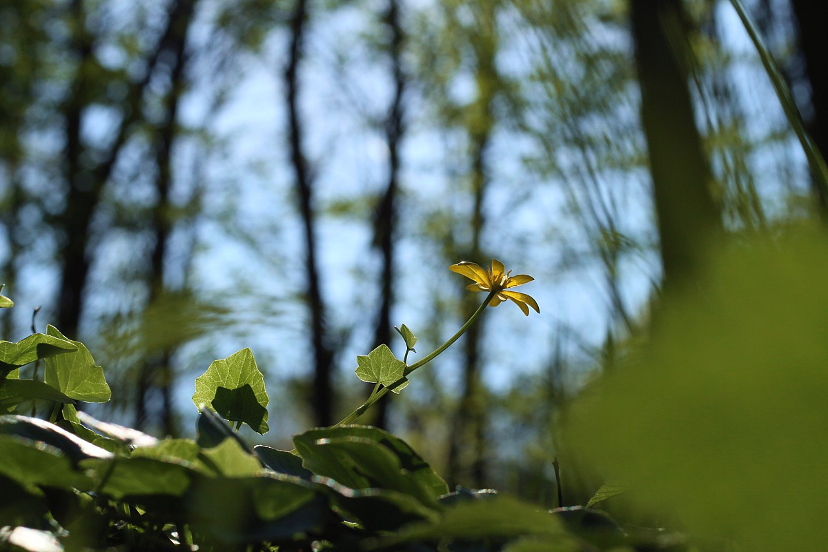 Ziarnopłon wiosenny
[i]Ficaria verna[/i]
Słowa kluczowe: kwiat,żółty,las,zielony