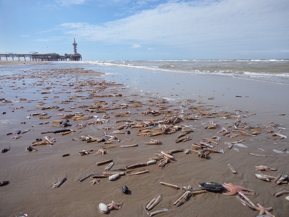 Plaża Morza Północnego
Haga
Holandia 2015

