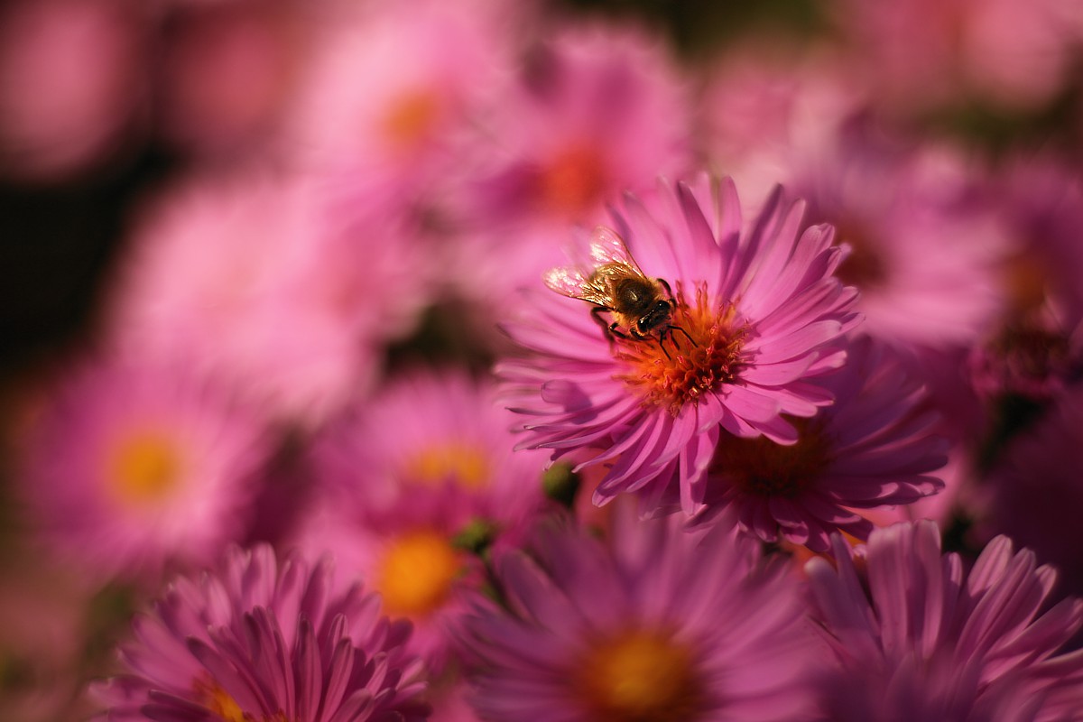 W morzu kwiatów
Słowa kluczowe: owad,pszczoła,kwiat,różowy,fioletowy