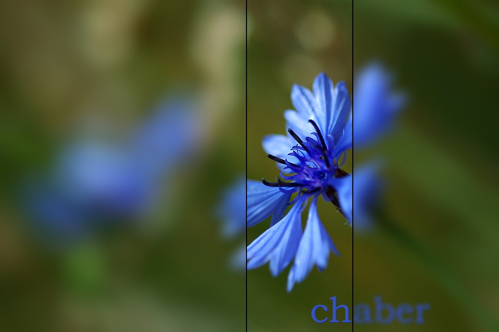 Chaber bławatek
[i]Centaurea cyanus[/i]
Słowa kluczowe: kwiat,niebieski,lato