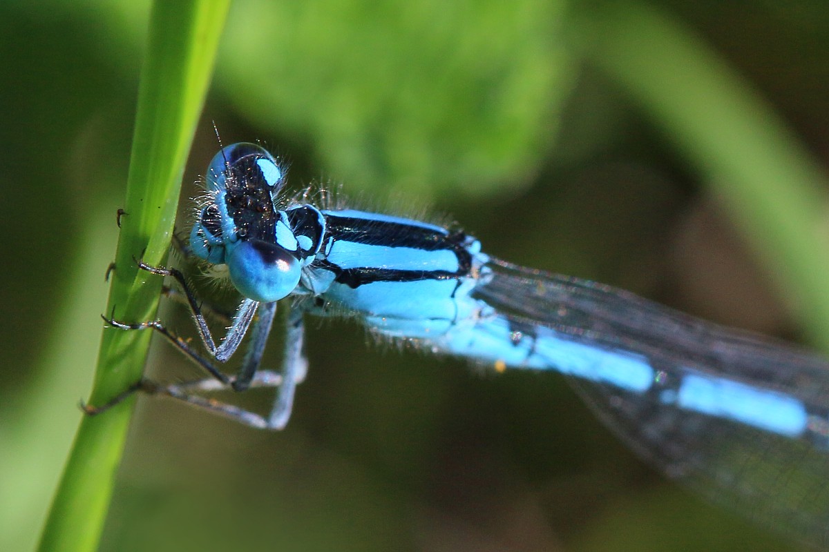 Nimfa stawowa, samiec
[i]Enallagma cyathigerum[/i]
Słowa kluczowe: owad,ważka,niebieski