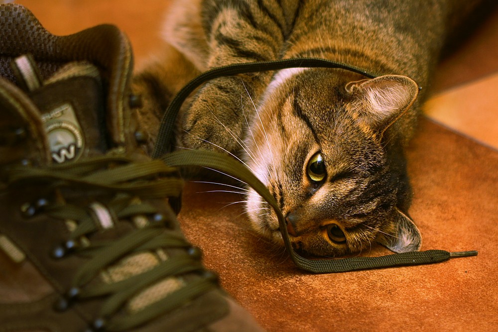 Kot z butem
Rokita
Słowa kluczowe: kot