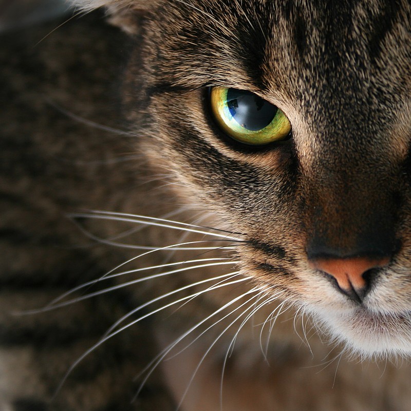 Cat's eye
Rokita
Słowa kluczowe: kot
