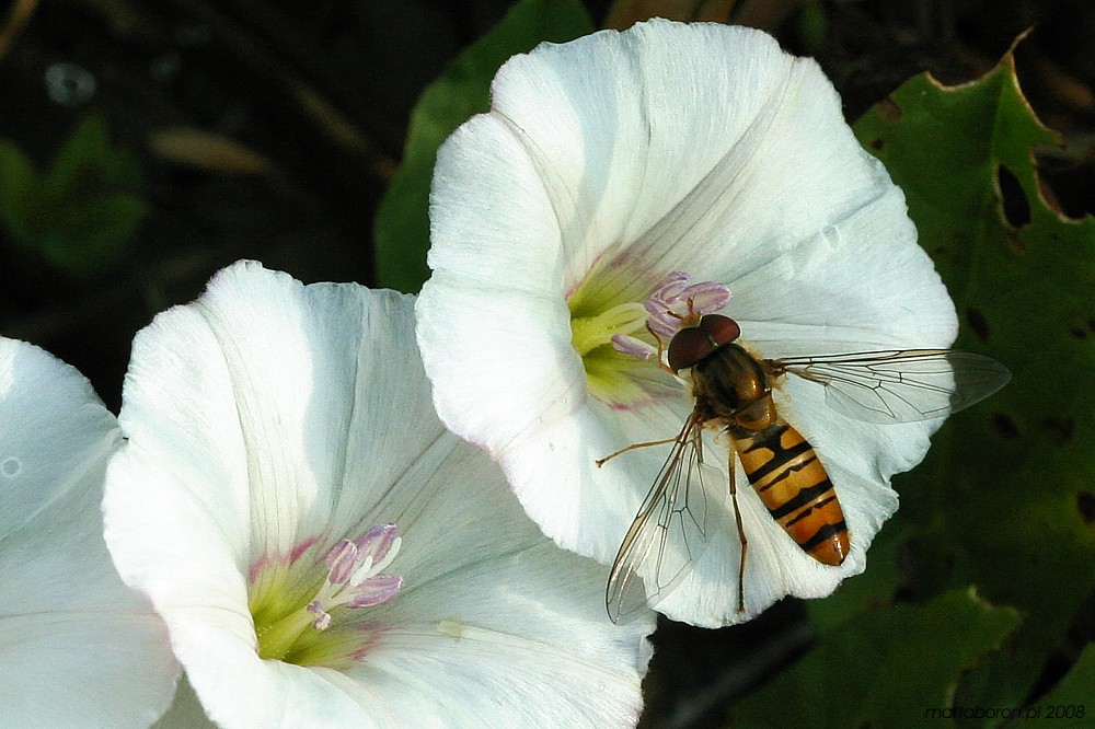 [i]Diptera[/i]
Słowa kluczowe: owad,mucha,biały