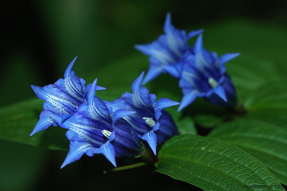 Blue
Dolina Strążyska, Tatry 2008
Słowa kluczowe: kwiat,niebieski