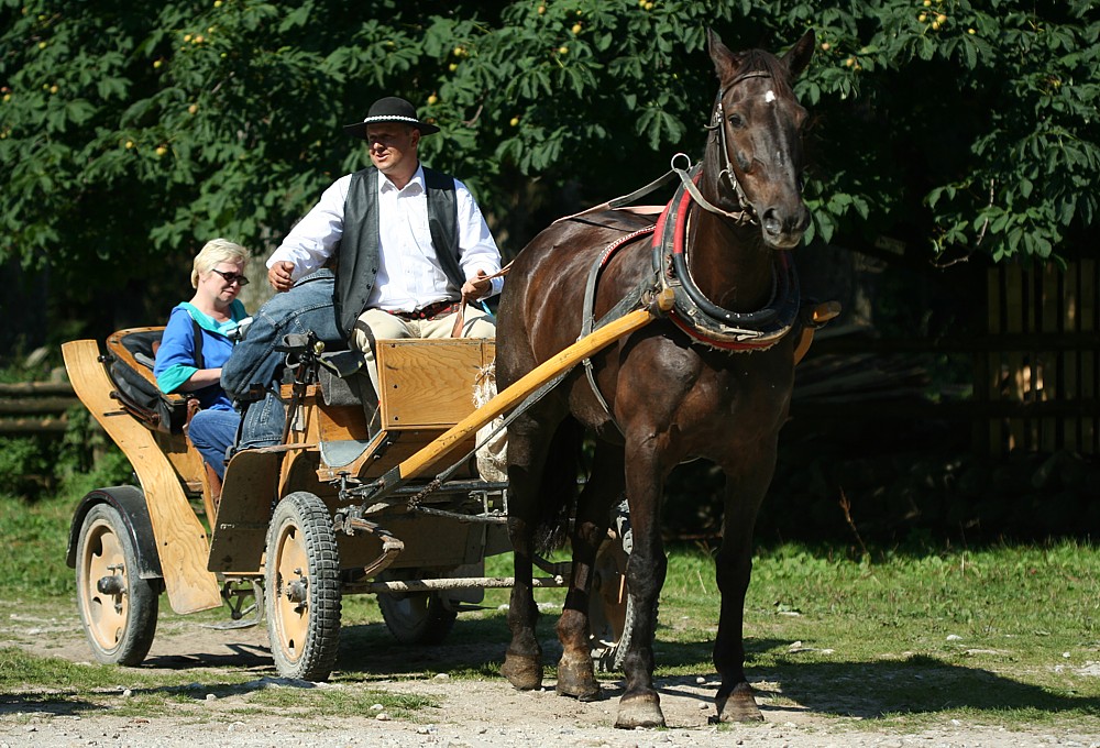 Bryczka
Dolina Kościeliska, Tatry 2008
Słowa kluczowe: koń