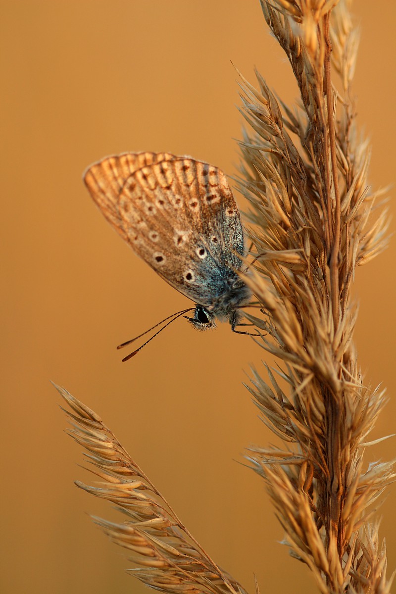 Modraszek
Słowa kluczowe: motyl,owad,brązowy