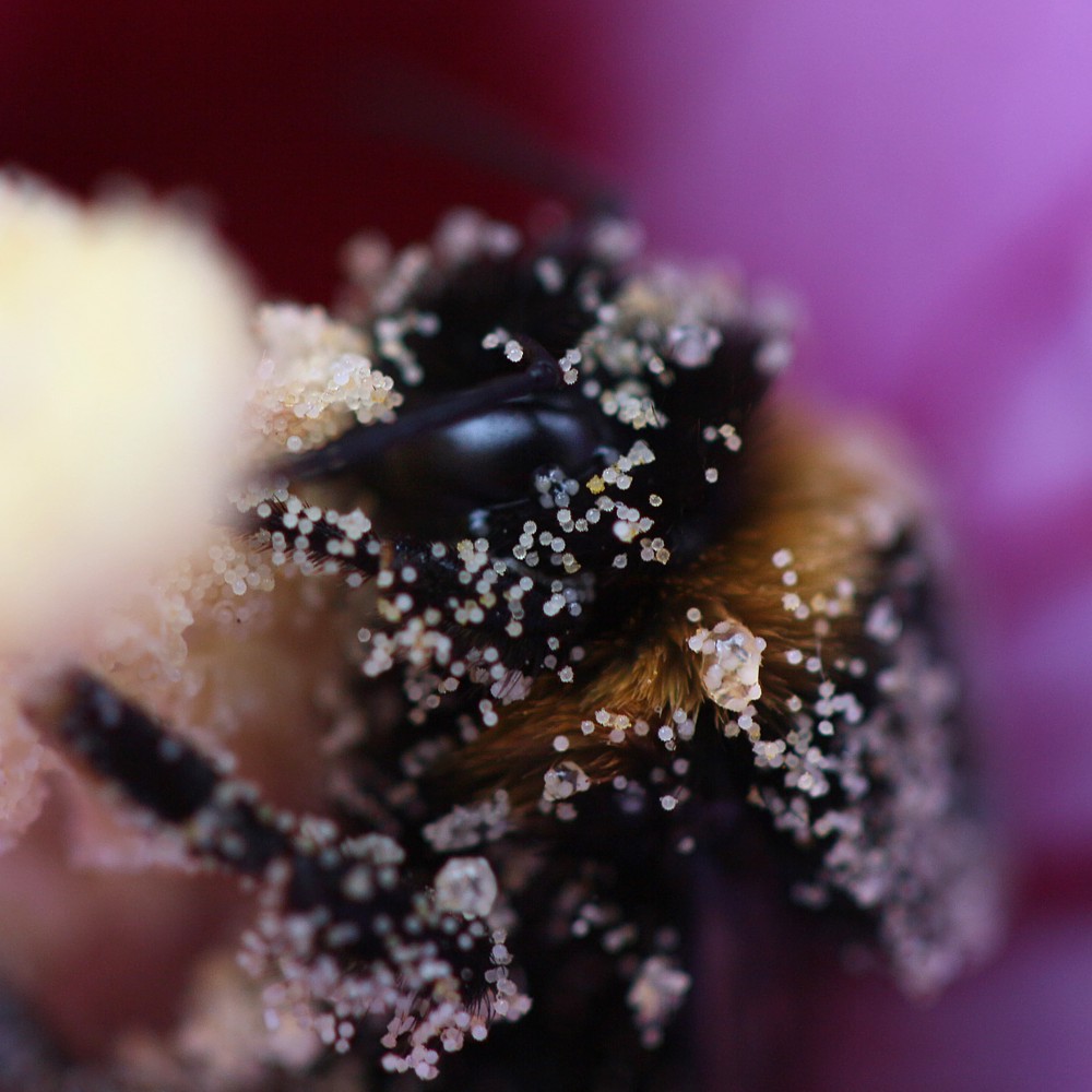 Trzmiel na ketmii syryjskiej 2
cały w pyłku
[i]Bombus terrestris[/i]
Słowa kluczowe: owad,fioletowy