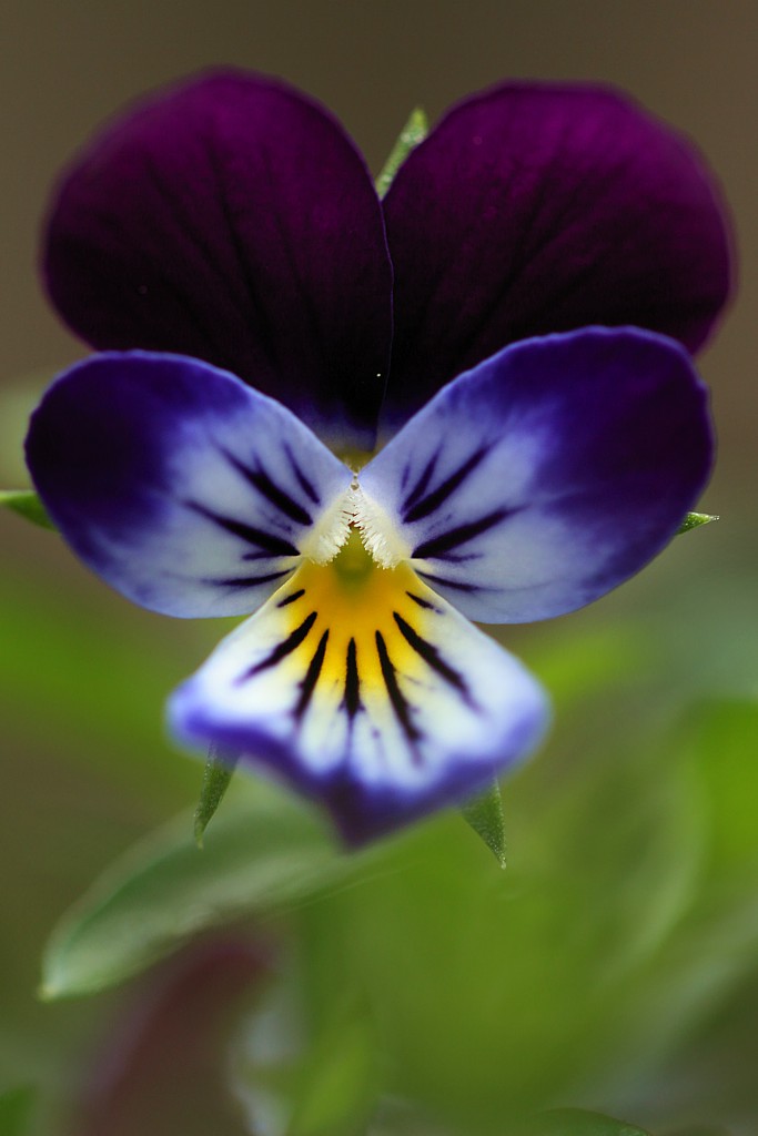 Fiołek trójbarwny
Popularnie zwany bratkiem
Słowa kluczowe: kwiat,niebieski,fioletowy