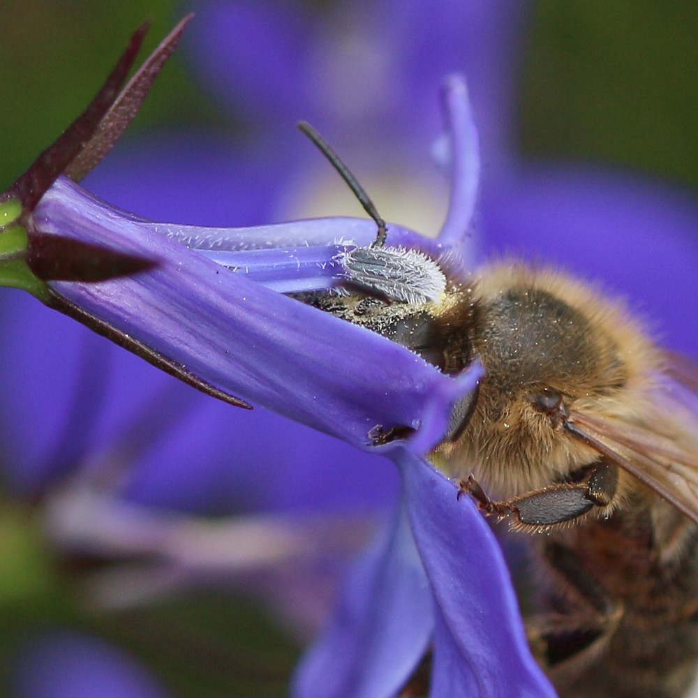 Pszczoła na lobelii 2
Słowa kluczowe: kwiat,niebieski,owad