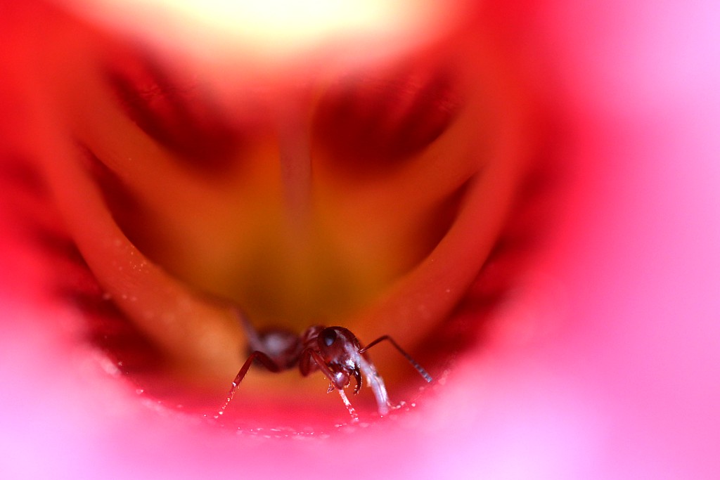 Mrówka w gardle?
Owad strzeże wejścia do kielicha kwiatu
Słowa kluczowe: owad