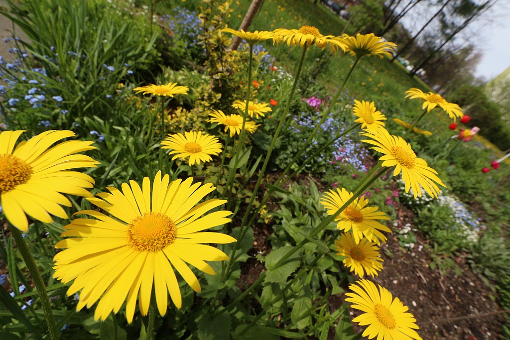 Kwiaty osiedlowe 1
Wiosennie
Słowa kluczowe: kwiat,żółty