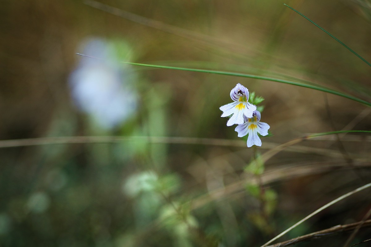 Świetlik
[i]Euphrasia sp.[/i]
Rezerwat przyrody Dolina Żabnika
Jaworzno, Śląskie
Wrzesień 2017
Słowa kluczowe: kwiat,biały