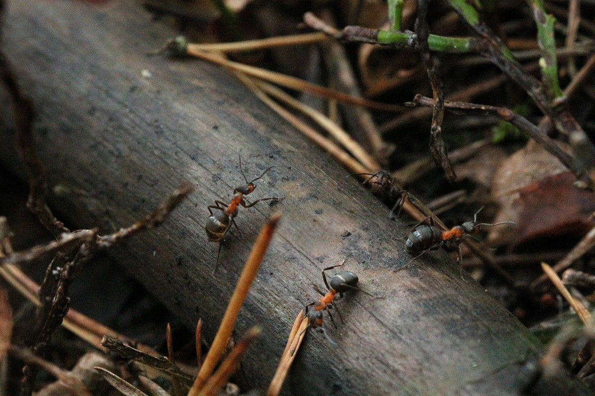 Mrówka rudnica
[i]Formica rufa[/i]
Rezerwat przyrody Dolina Żabnika
Jaworzno, Śląskie
Wrzesień 2017

Słowa kluczowe: owad,mrówka,brązowy