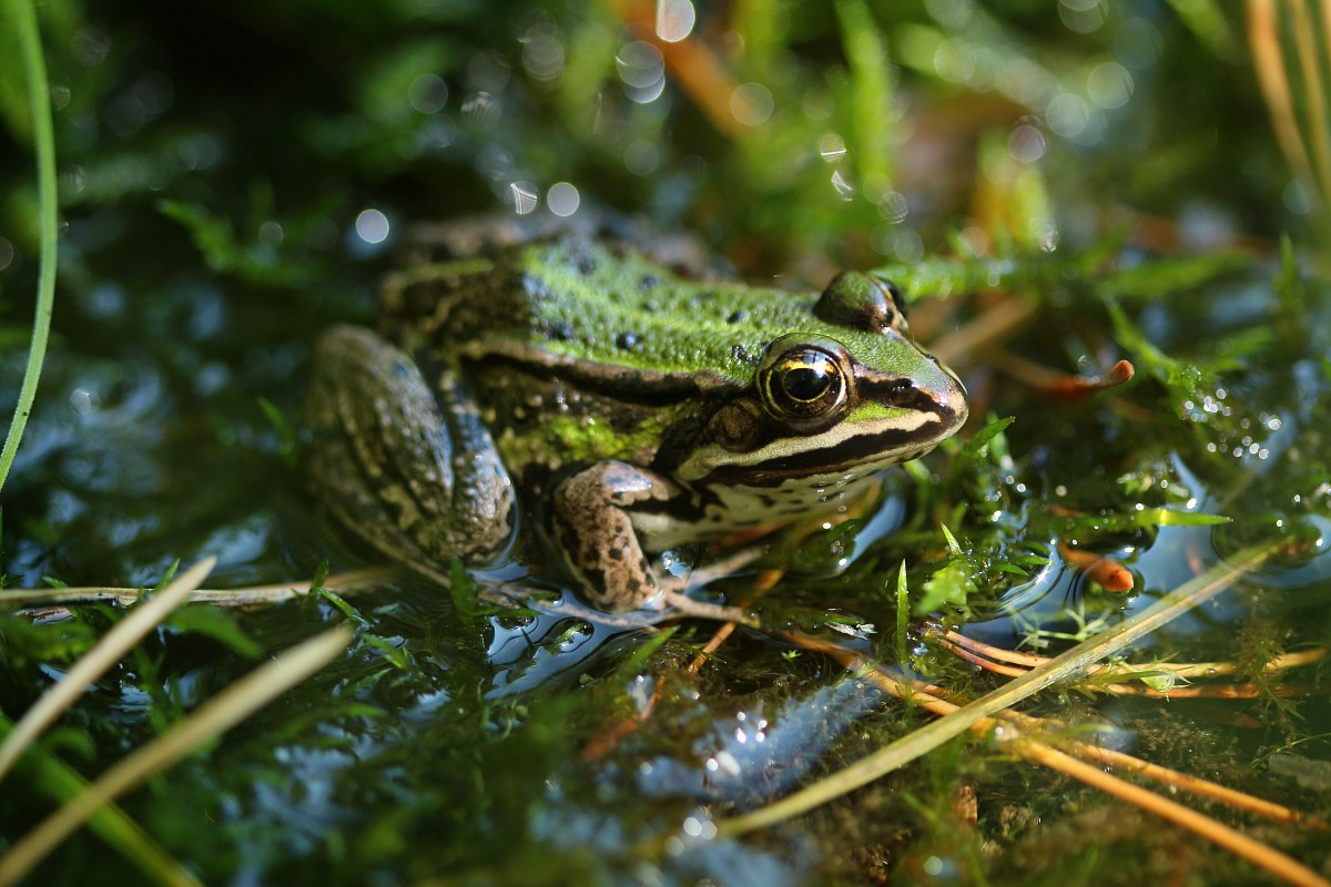 Żaba
[i]Rana sp.[/i]
Rezerwat przyrody Dolina Żabnika
Jaworzno, Śląskie
Wrzesień 2017
Słowa kluczowe: żaba,zielony,woda