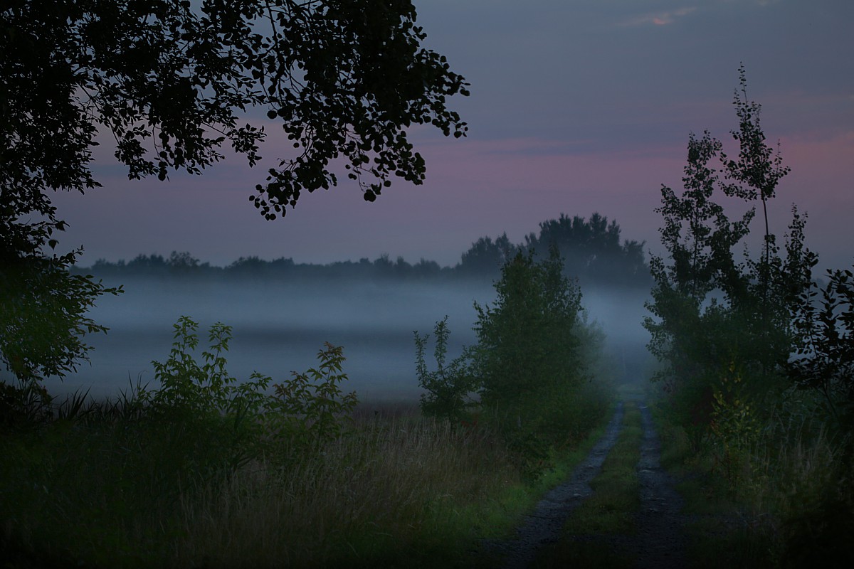 Poranna mgła
Słowa kluczowe: mgła,niebieski,las