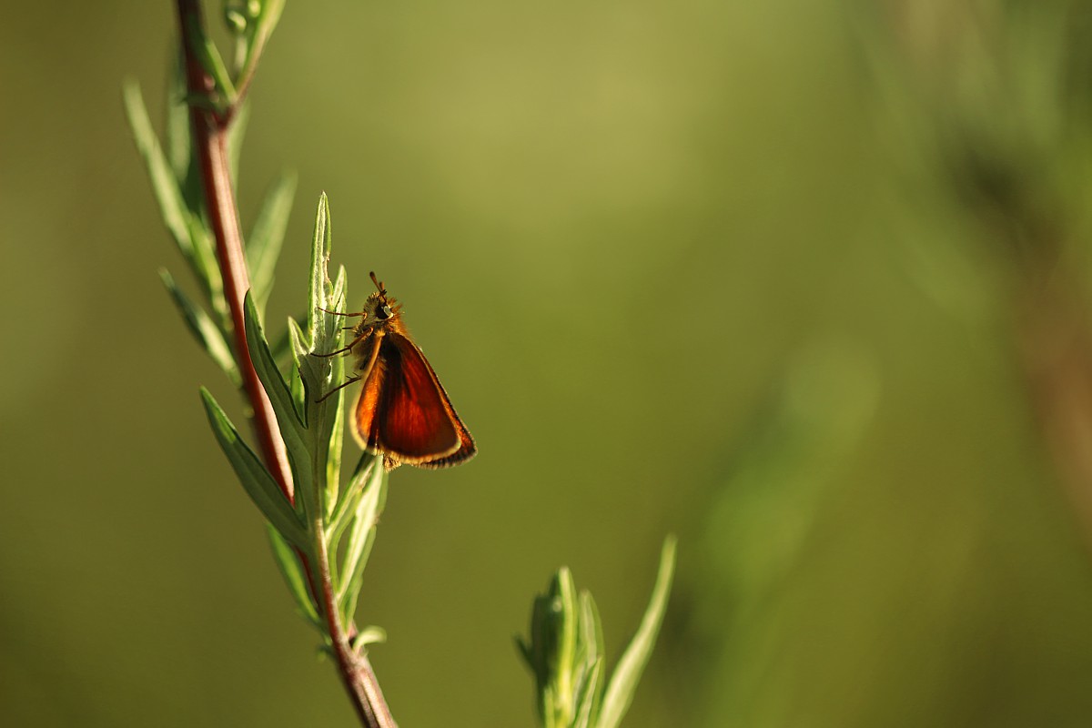 Motyl
Słowa kluczowe: owad,motyl,zielony,czerwony