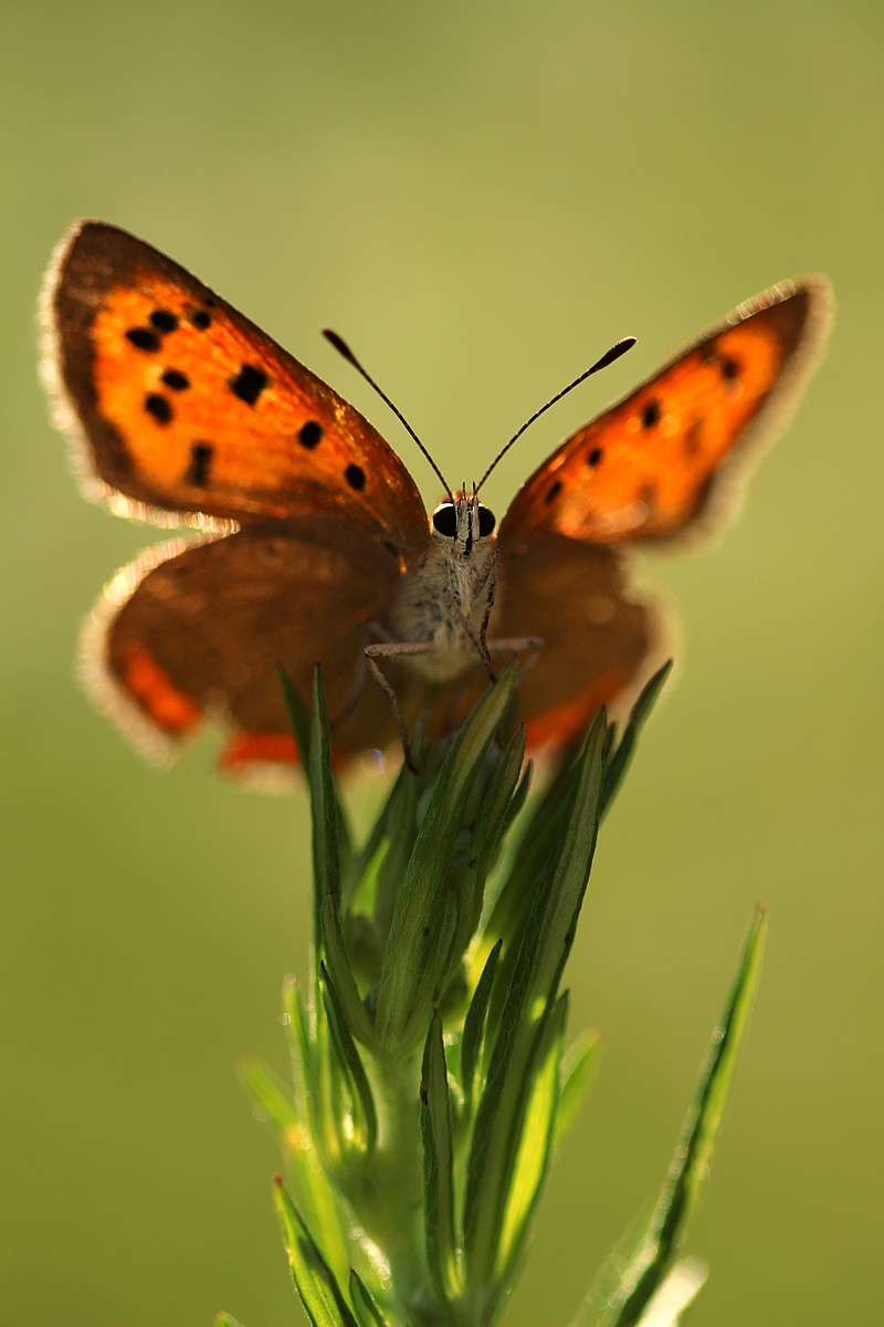 Czerwończyk żarek
[i]Lycaena phlaeas[/i]
Słowa kluczowe: motyl,owad,czerwony,zielony