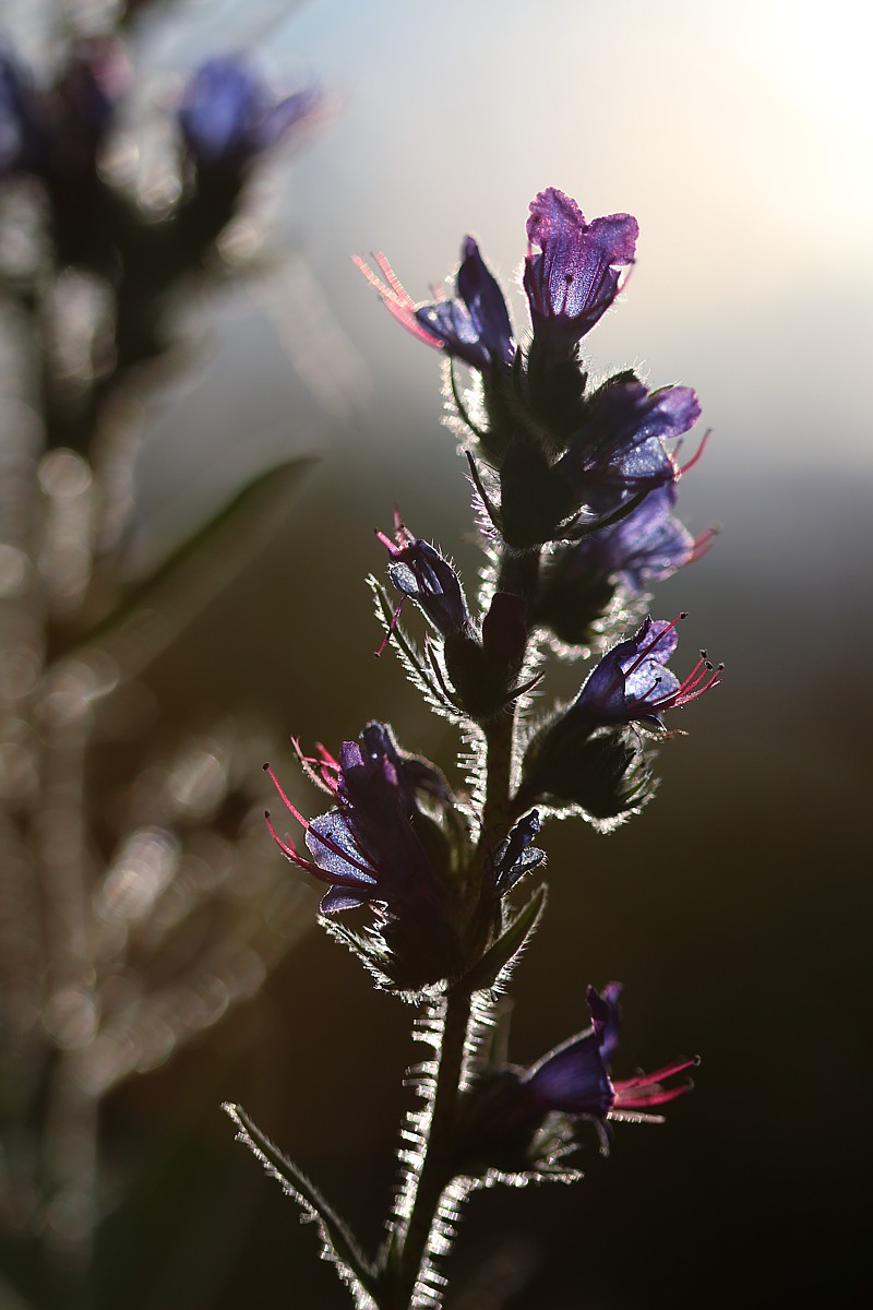 Żmijowiec zwyczajny
[i]Echium vulgare[/i]
Słowa kluczowe: kwiat,niebieski,słońce,bokeh