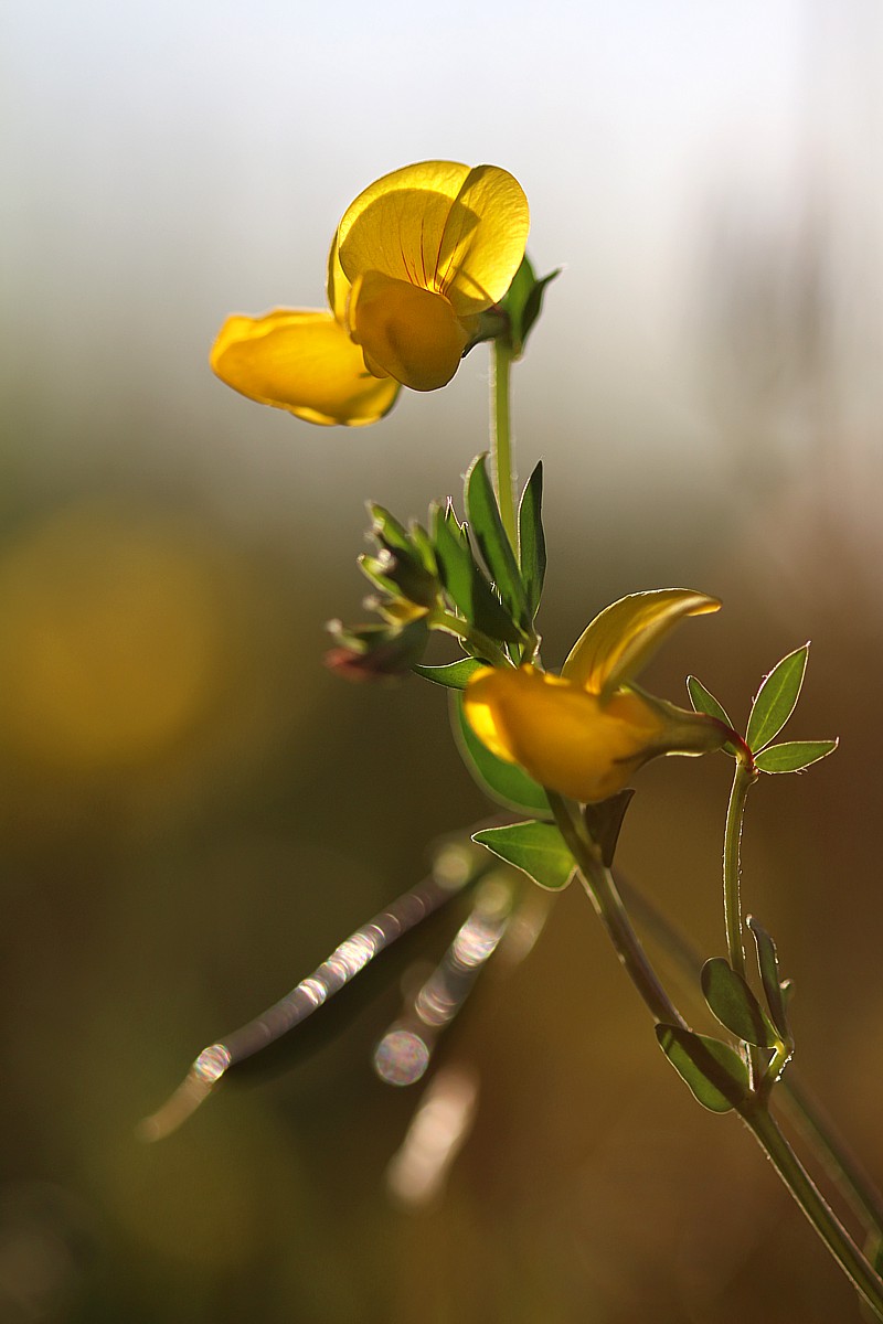 Złoty kwiat
Słowa kluczowe: kwiat,żółty,bokeh