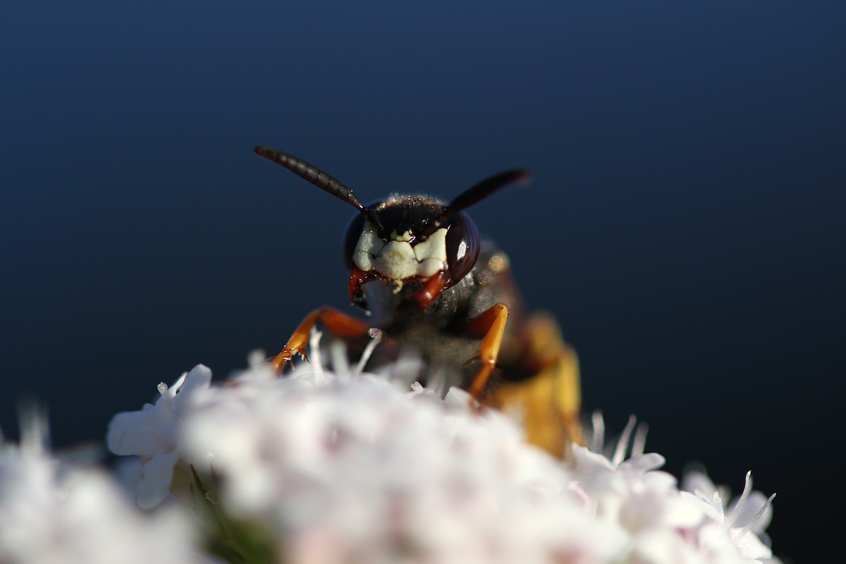 Dzika pszczoła
Słowa kluczowe: owad,pszczoła