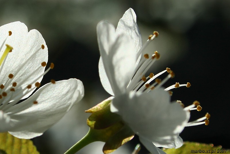 Kwitnący sad - czereśnia
[i]Prunus avium[/i]
Słowa kluczowe: kwiat,biały