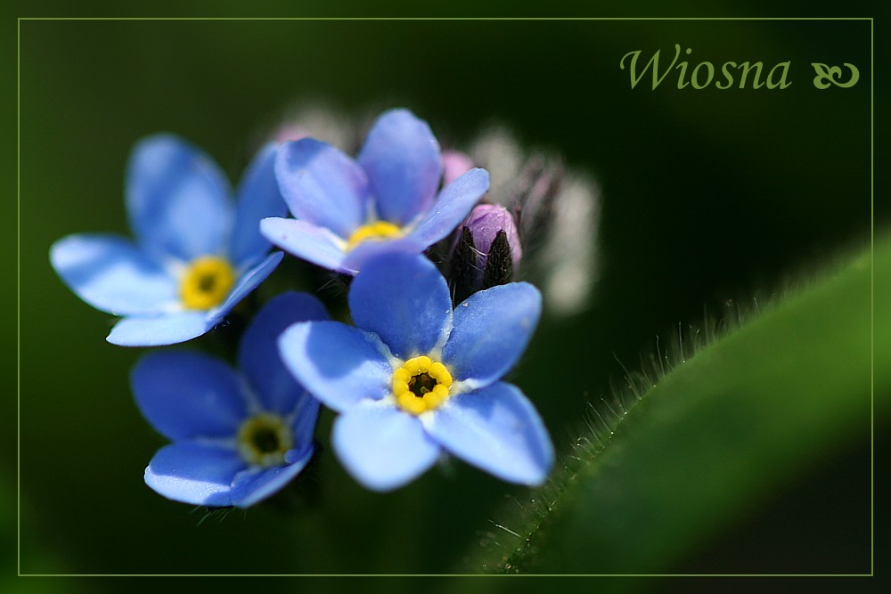 Wiosna...
...nad strumykiem do słońca
uśmiecha się niezapominajka.
Słowa kluczowe: kwiat,niebieski,wiosna