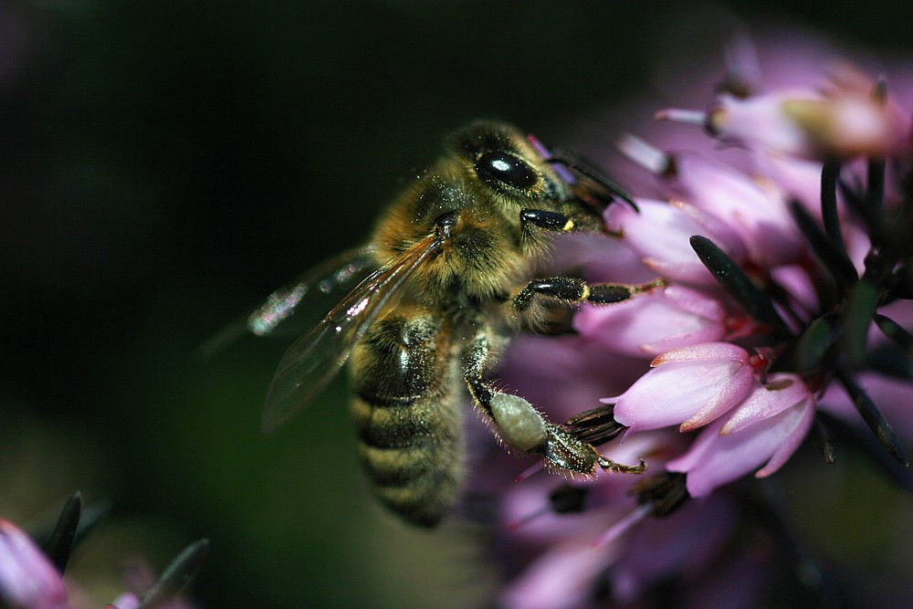 Wiosna - pierwsze pszczoły
Pszczoła miodna - [i]Apis mellifera[/i] i wrzosiec - [i]Erica sp.[/i]
Słowa kluczowe: owad,fioletowy,pszczoła