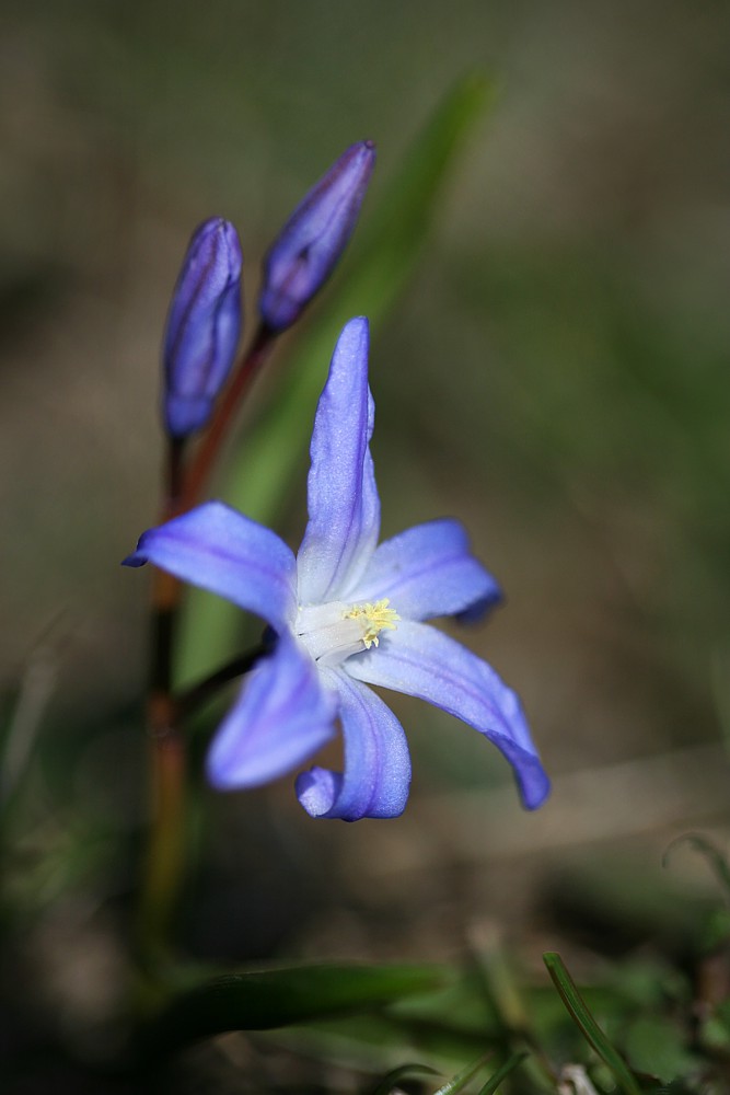 Blue
Cebulica - [i]Scilla sp.[/i]
Słowa kluczowe: kwiat,niebieski